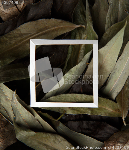 Image of Dry leaves with white border