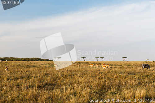 Image of impala or antelopes grazing in savannah at africa