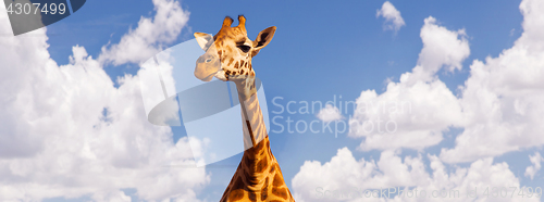 Image of giraffe head over blue sky and clouds background