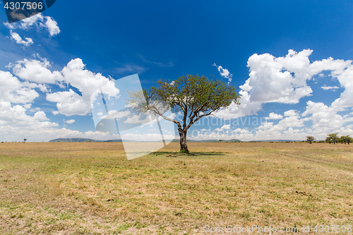 Image of acacia tree in savannah at africa