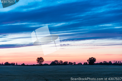 Image of Tree silhouettes by sunset