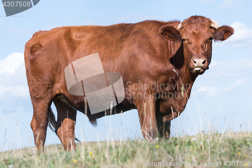 Image of Watching young bull portrait