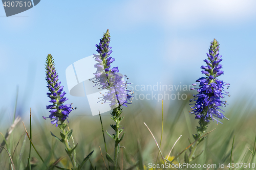 Image of Blue summer flowers closeup