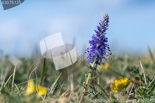 Image of Blue and yellow summer flowers