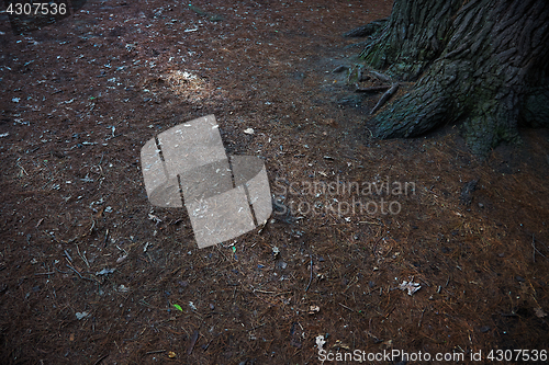 Image of Roots of the pine tree