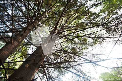 Image of Pines in a wild forest. Horizontal photo