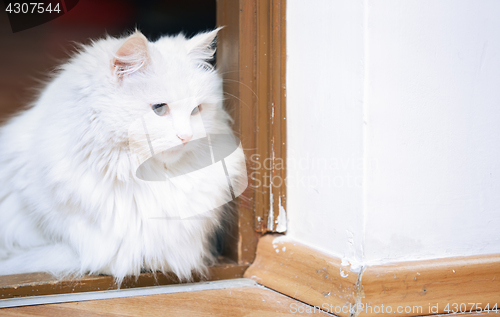 Image of Fluffy white cat sitting on a floor
