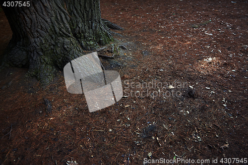 Image of Roots of the pine tree. Close-up