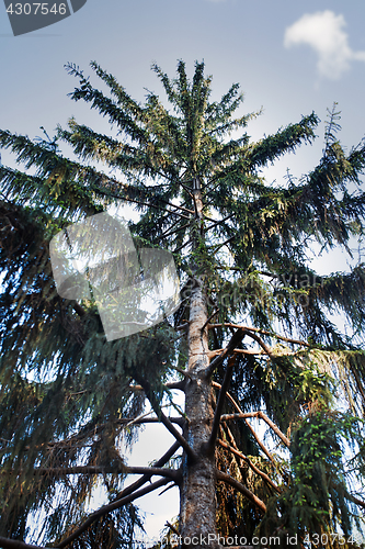 Image of Pines in a wild forest