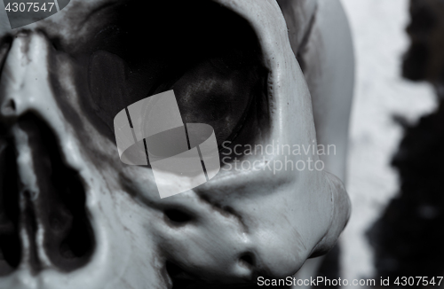 Image of Close-up view of the human skull