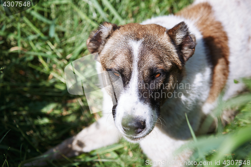 Image of Dog laying on a grass