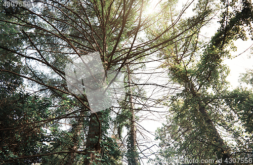 Image of Pines in a wild forest