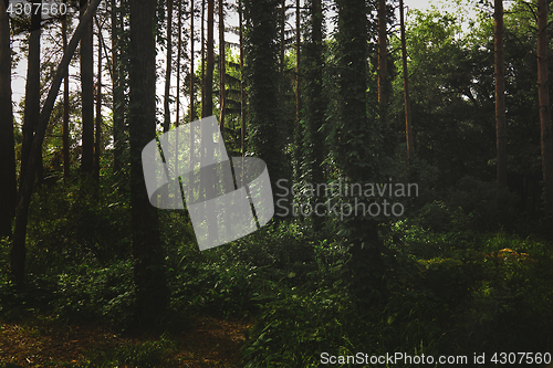 Image of Forest with pine trees