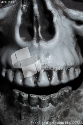 Image of Close-up view of the human skull