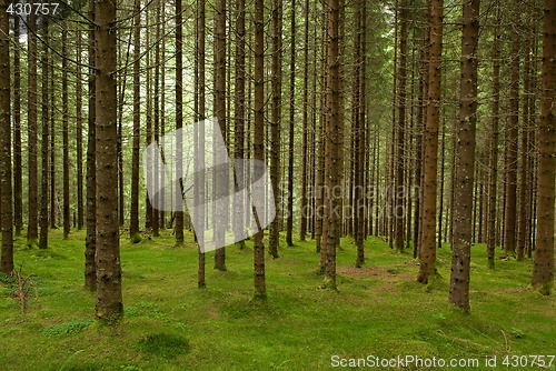 Image of Wood