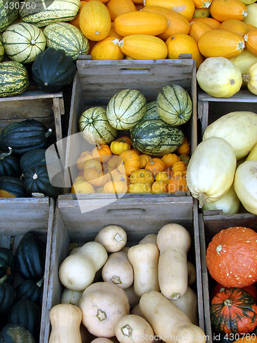 Image of Pumpkins