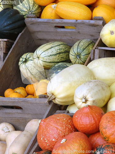 Image of Pumpkins