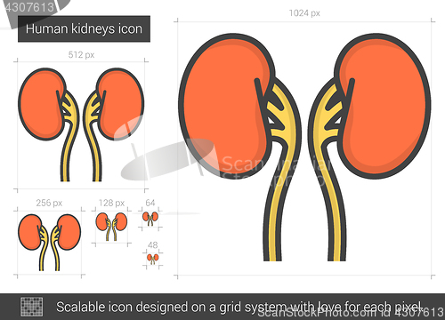Image of Human kidneys line icon.