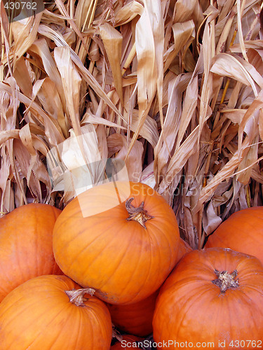 Image of Pumpkins and corn stalk