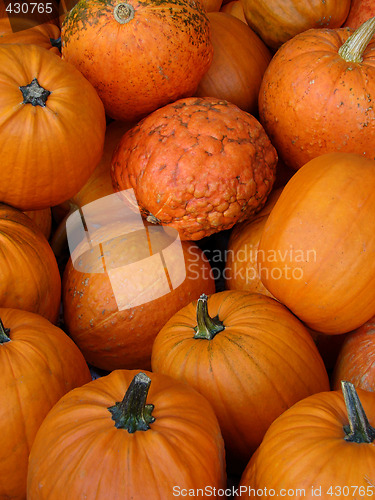 Image of Small Pumpkins