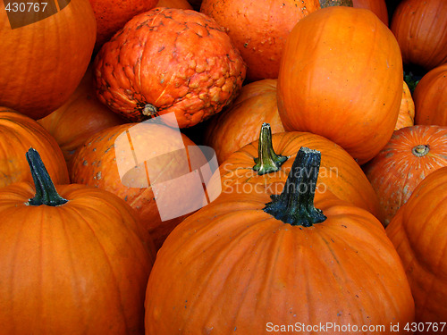 Image of Small pumpkins