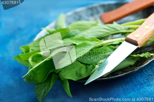 Image of fresh sage