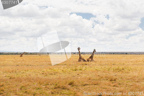 Image of group of giraffes in savannah at africa