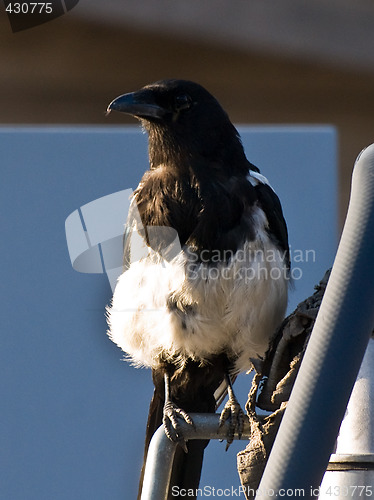 Image of magpie