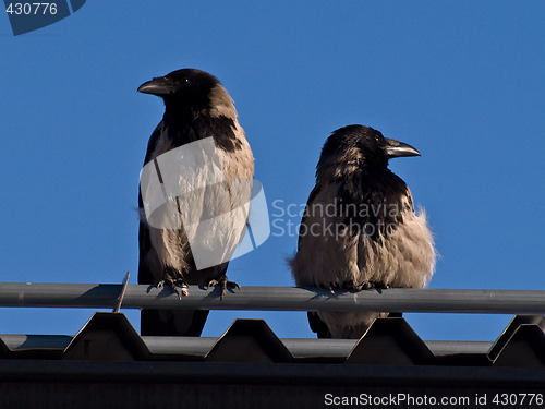 Image of hooded crow