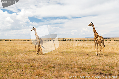 Image of giraffes in savannah at africa