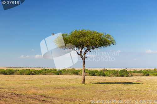 Image of eagle flying away from tree in savannah at africa