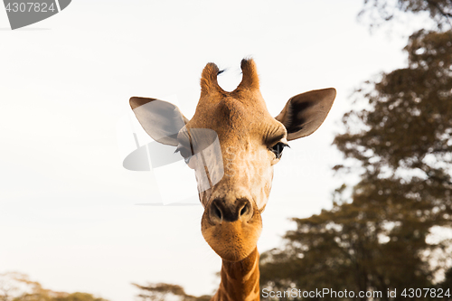 Image of giraffe in africa