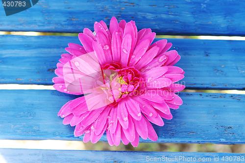 Image of Flower