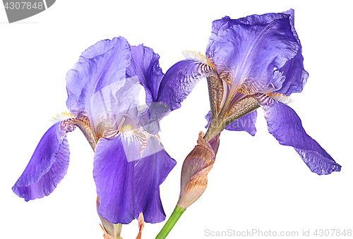 Image of Closeup two iris flowers