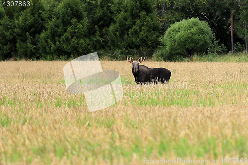 Image of Elk In Wheat Field