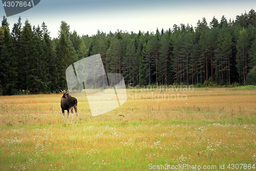 Image of Elk and Forest