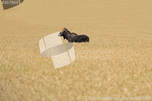 Image of Elk in Wheat Field