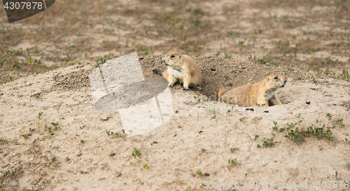 Image of Prarie Dogs Stand Sentry Underground Home Entrance