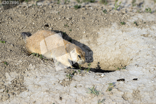 Image of Prairie Dog Stand Sentry Underground Home Entrance