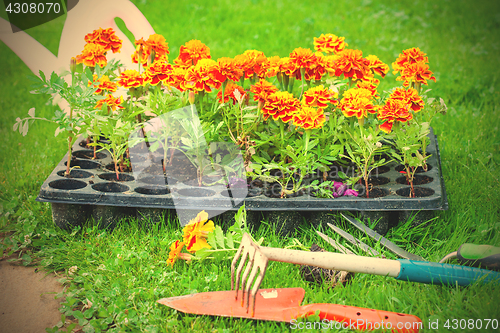 Image of Flowers ready for planting on a flower bed