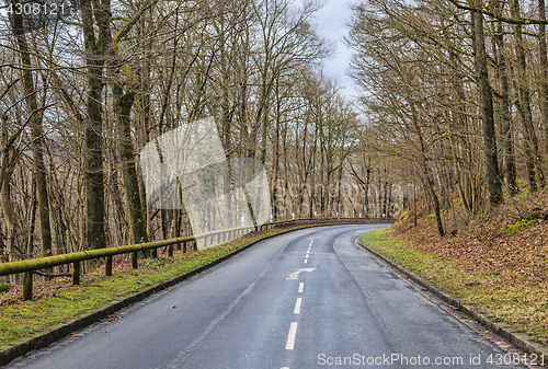 Image of Empty Road in a Forest