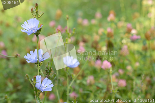 Image of Blue chicory herb in summer 