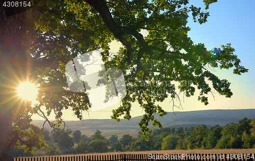 Image of Oldest oak in Romania being estimated approximation to 900 years