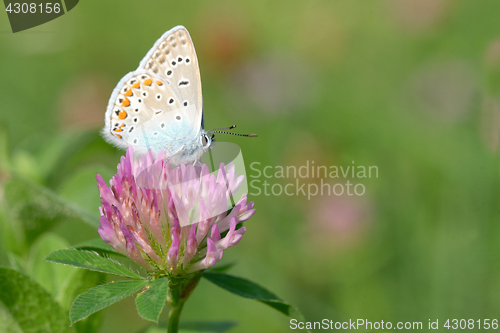 Image of Common blue (Polyommatus icarus) 