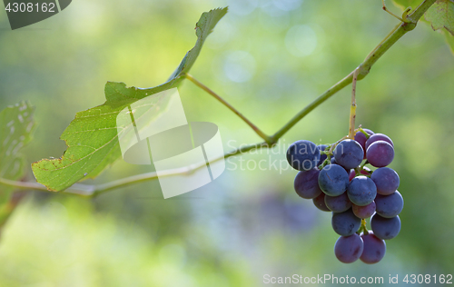 Image of Purple red grapes