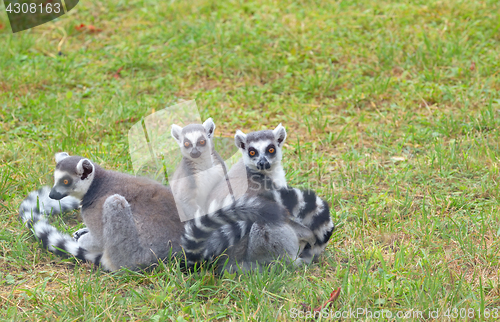 Image of ring-tailed lemur (lemur catta) 