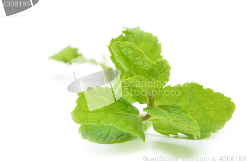 Image of Fresh mint leaves