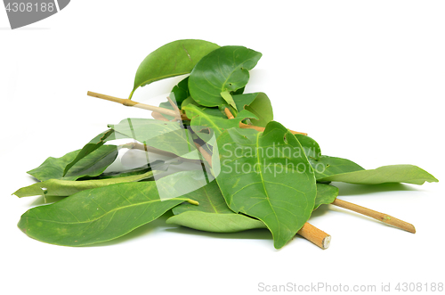 Image of Indonesian Bay Leaf