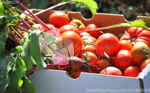 Image of Organic tomatoes.