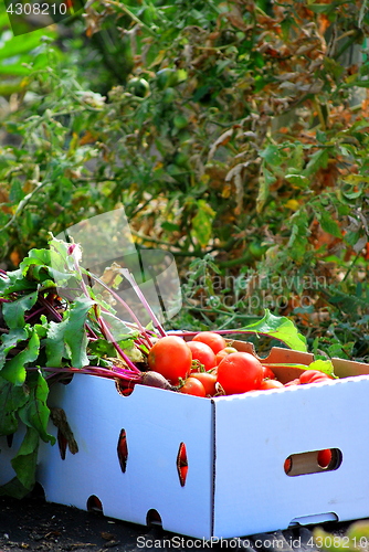 Image of Organic tomatoes.